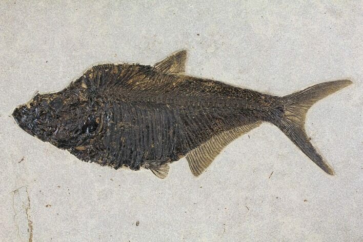Huge, Fossil Fish (Diplomystus) - Wyoming #144005
